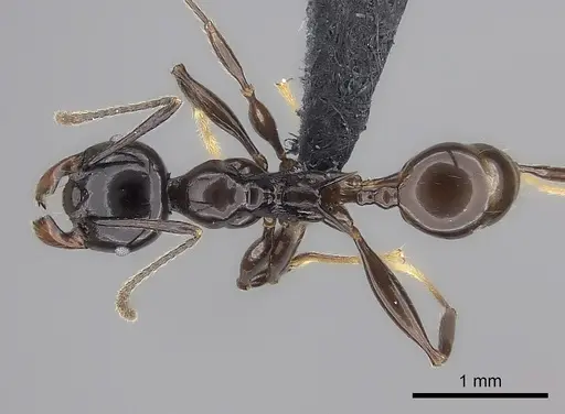 Pheidole longispinosa specimen CASENT0455927 image casent0455927_1