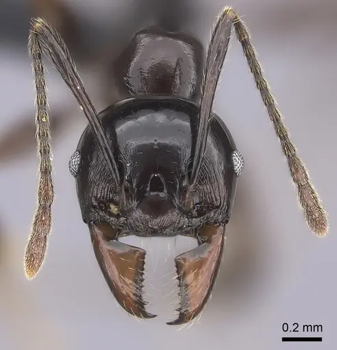Pheidole longispinosa specimen CASENT0455927 image casent0455927_2
