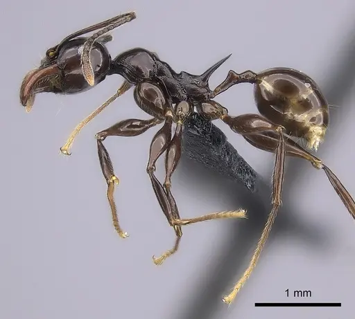 Pheidole longispinosa specimen CASENT0455927 image casent0455927_3
