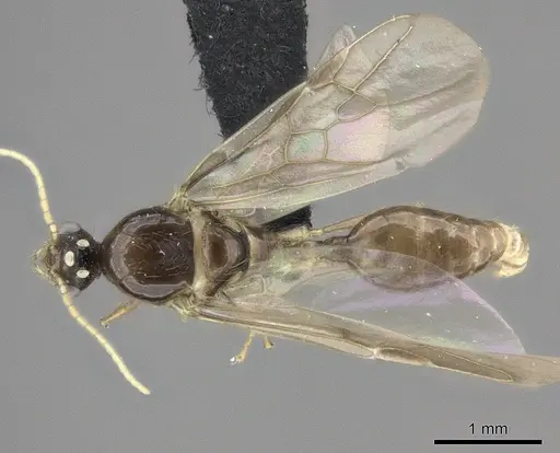 Pheidole longispinosa specimen CASENT0455929 image casent0455929_1