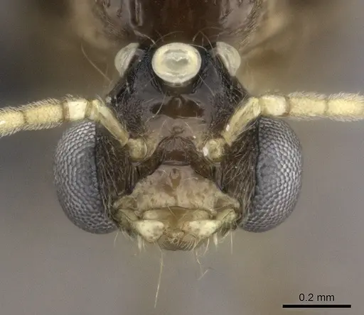 Pheidole longispinosa specimen CASENT0455929 image casent0455929_2