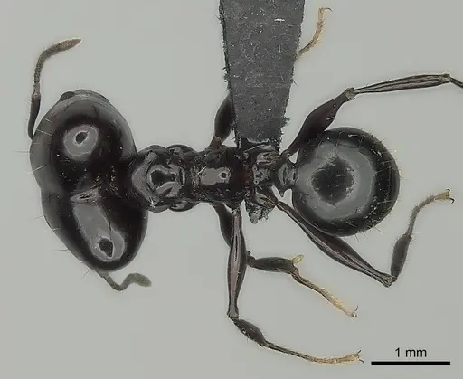 Pheidole longispinosa specimen CASENT0498116 image casent0498116_1