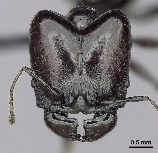 Pheidole longispinosa specimen CASENT0498116 image casent0498116_2