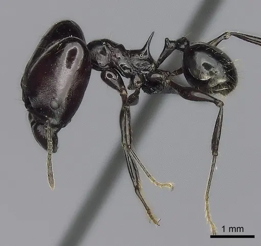 Pheidole longispinosa specimen CASENT0498116 image casent0498116_3
