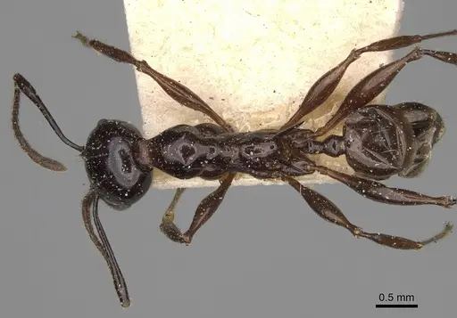 Pheidole longispinosa specimen CASENT0923202 image casent0923202_1