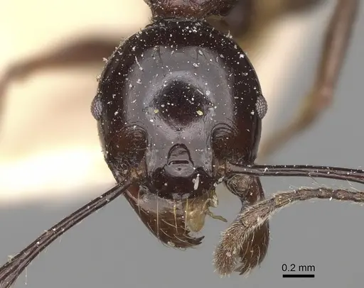 Pheidole longispinosa specimen CASENT0923202 image casent0923202_2
