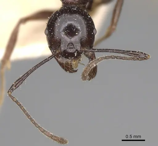 Pheidole longispinosa specimen CASENT0923202 image casent0923202_3