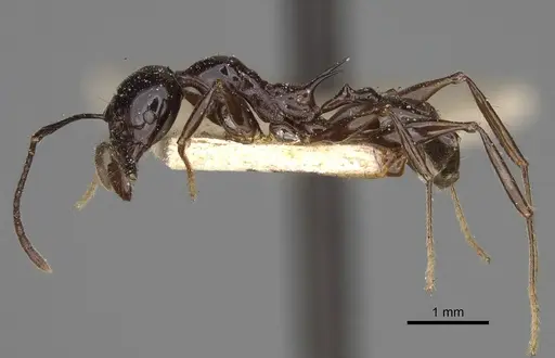 Pheidole longispinosa specimen CASENT0923202 image casent0923202_4