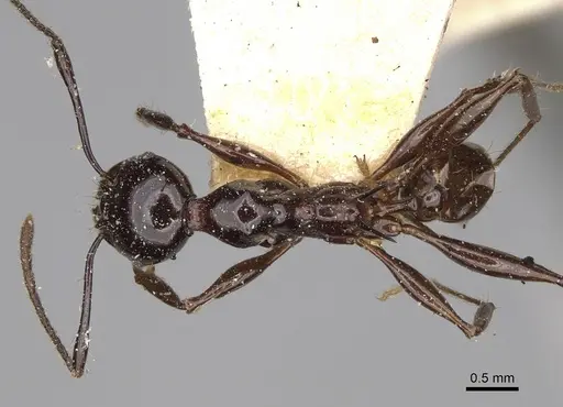 Pheidole longispinosa specimen CASENT0923203 image casent0923203_1