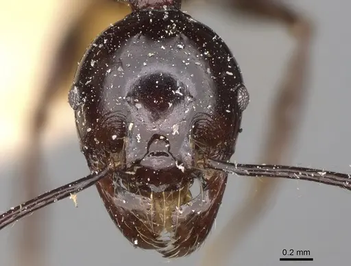 Pheidole longispinosa specimen CASENT0923203 image casent0923203_2