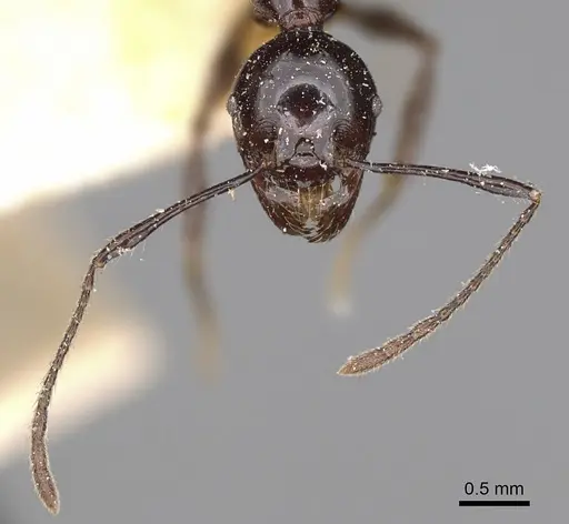 Pheidole longispinosa specimen CASENT0923203 image casent0923203_3