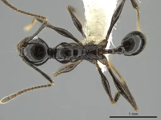 Pheidole lourothi specimen CASENT0648649 image casent0648649_1