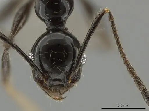 Pheidole lourothi specimen CASENT0648649 image casent0648649_2