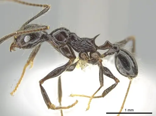 Pheidole lourothi specimen CASENT0648649 image casent0648649_3