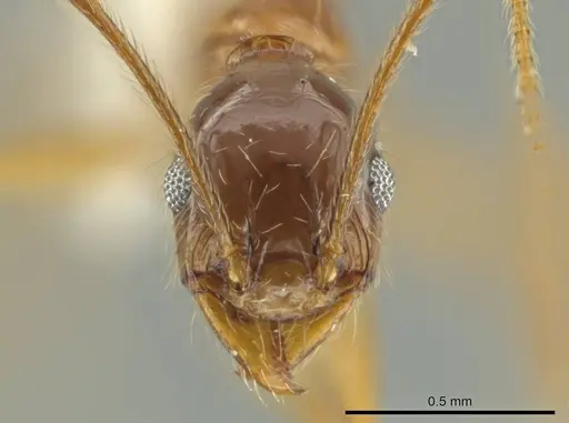 Pheidole lovejoyi specimen CASENT0645819 image casent0645819_1
