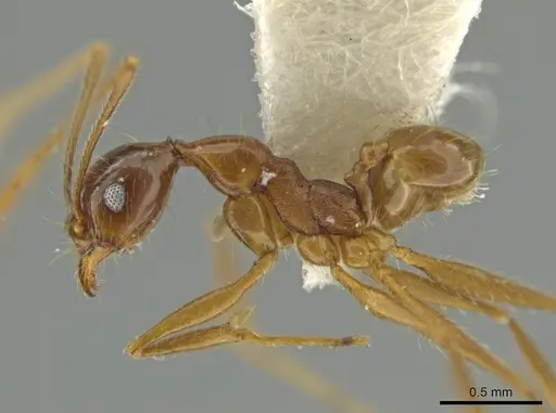 Pheidole lovejoyi specimen CASENT0645819 image casent0645819_2