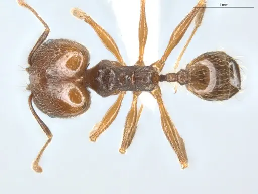 Pheidole lovejoyi specimen ECOFOG-CGR20-0032-07-S image ecofog-cgr20-0032-07-s_1