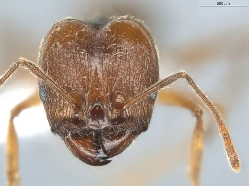 Pheidole lovejoyi specimen ECOFOG-CGR20-0032-07-S image ecofog-cgr20-0032-07-s_2