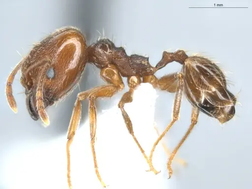 Pheidole lovejoyi specimen ECOFOG-CGR20-0032-07-S image ecofog-cgr20-0032-07-s_3
