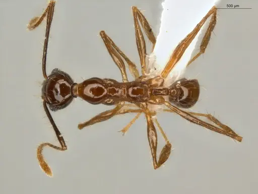 Pheidole lovejoyi specimen ECOFOG-IT14-0402-07 image ecofog-it14-0402-07_1