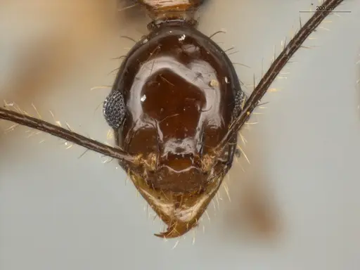 Pheidole lovejoyi specimen ECOFOG-IT14-0402-07 image ecofog-it14-0402-07_2