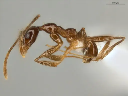 Pheidole lovejoyi specimen ECOFOG-IT14-0402-07 image ecofog-it14-0402-07_3