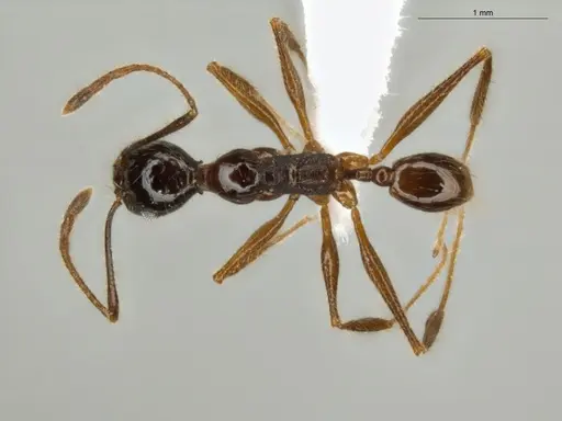 Pheidole lovejoyi specimen ECOFOG-IT14-0800-73 image ecofog-it14-0800-73_1