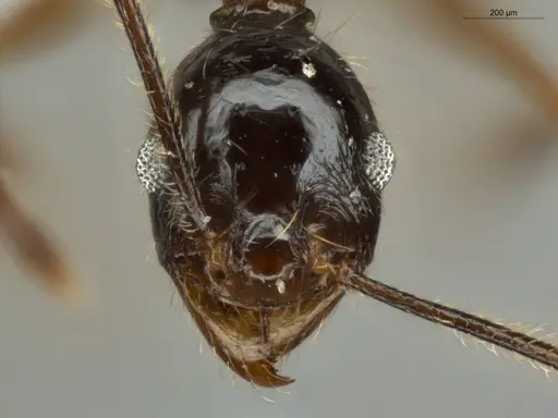 Pheidole lovejoyi specimen ECOFOG-IT14-0800-73 image ecofog-it14-0800-73_2
