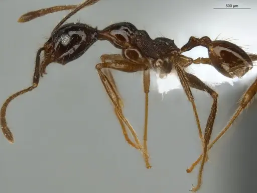 Pheidole lovejoyi specimen ECOFOG-IT14-0800-73 image ecofog-it14-0800-73_3