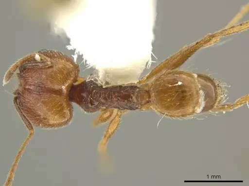 Pheidole lovejoyi specimen JTLC000016439 image jtlc000016439_1