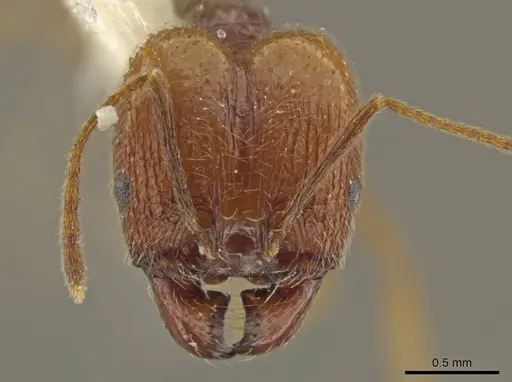 Pheidole lovejoyi specimen JTLC000016439 image jtlc000016439_2