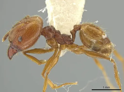Pheidole lovejoyi specimen JTLC000016439 image jtlc000016439_3