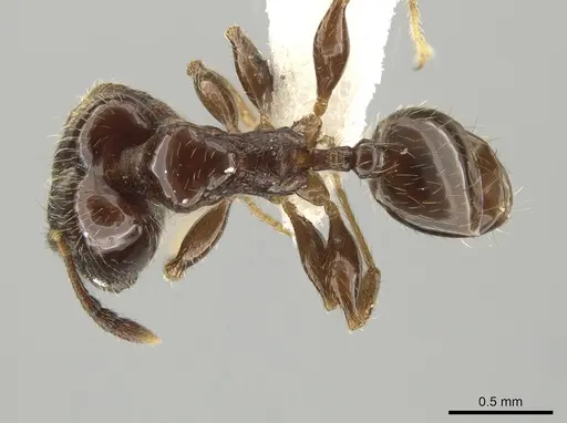 Pheidole lucaris specimen CASENT0610104 image casent0610104_1