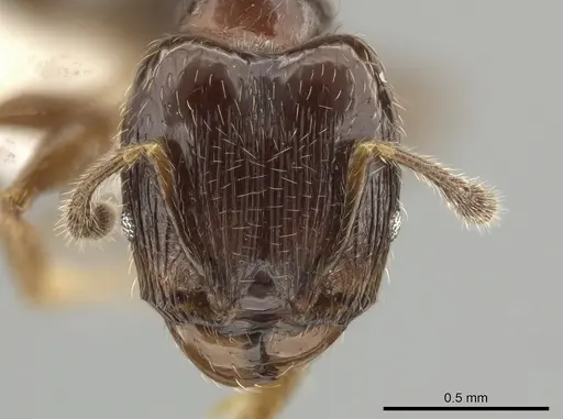 Pheidole lucaris specimen CASENT0610104 image casent0610104_2