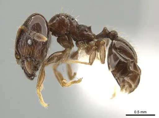 Pheidole lucaris specimen CASENT0610104 image casent0610104_3