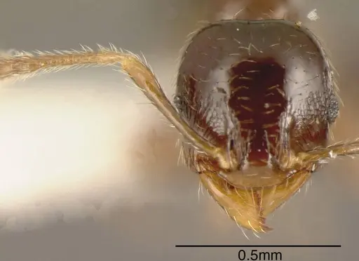 Pheidole lucaris specimen CASENT0635484 image casent0635484_1
