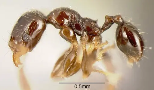 Pheidole lucaris specimen CASENT0635484 image casent0635484_2
