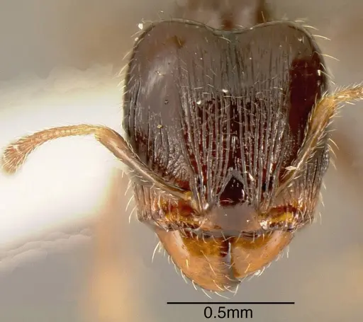 Pheidole lucaris specimen INBIOCRI001218047 image inbiocri001218047_1