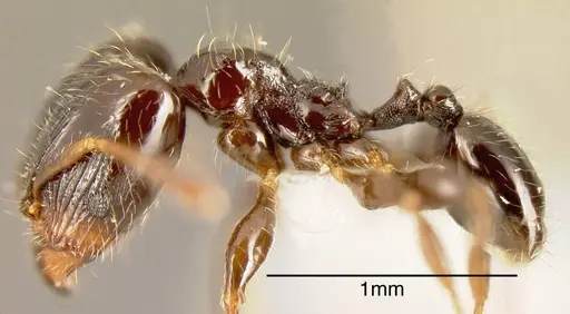 Pheidole lucaris specimen INBIOCRI001218047 image inbiocri001218047_2