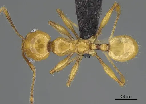 Pheidole lucida specimen CASENT0038341 image casent0038341_1