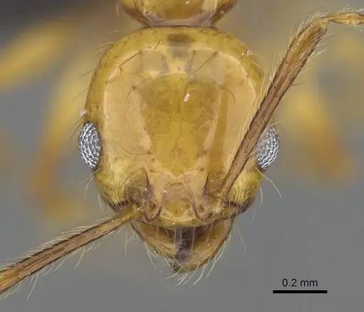 Pheidole lucida specimen CASENT0038341 image casent0038341_2