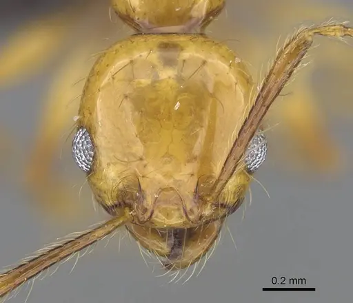 Pheidole lucida specimen CASENT0038341 image casent0038341_3