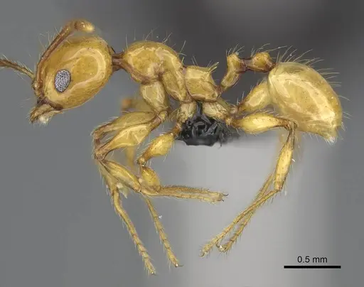 Pheidole lucida specimen CASENT0038341 image casent0038341_4