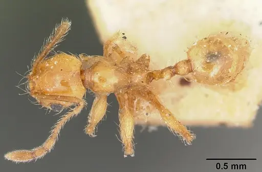 Pheidole lucida specimen CASENT0101624 image casent0101624_1