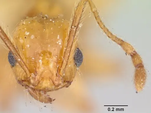 Pheidole lucida specimen CASENT0101624 image casent0101624_2