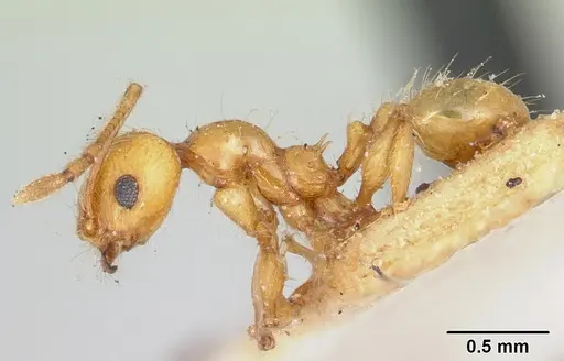 Pheidole lucida specimen CASENT0101624 image casent0101624_4