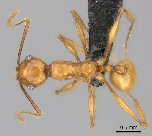 Pheidole lucida specimen CASENT0152028 image casent0152028_1