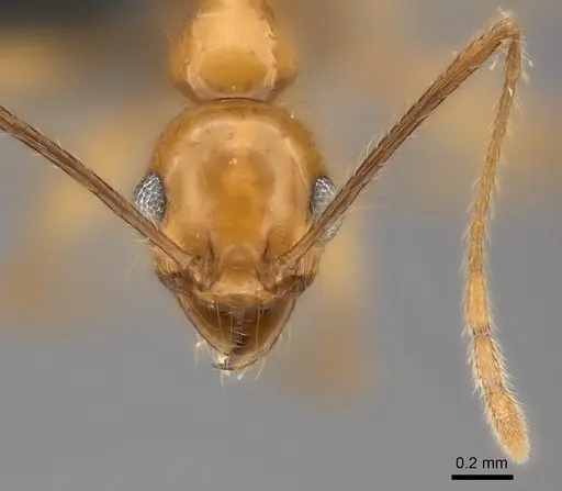 Pheidole lucida specimen CASENT0152028 image casent0152028_2