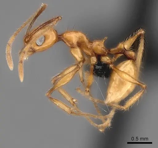 Pheidole lucida specimen CASENT0152028 image casent0152028_3