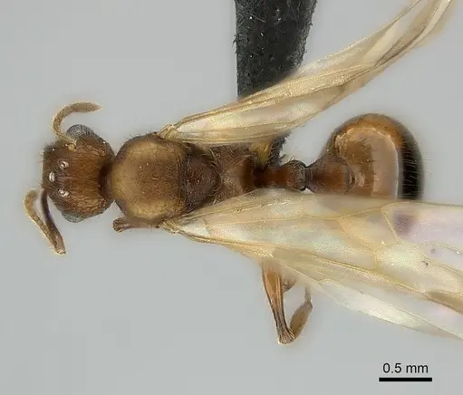 Pheidole lucida specimen CASENT0152295 image casent0152295_1